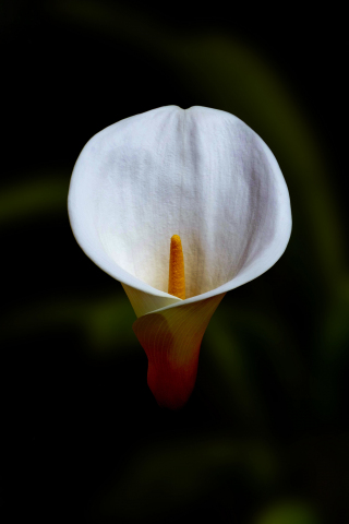 White flower, close up, Irises, 240x320 wallpaper