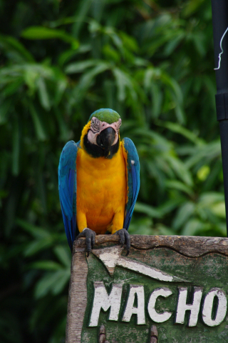 Blue macaw, colorful, tropical, bird, 240x320 wallpaper