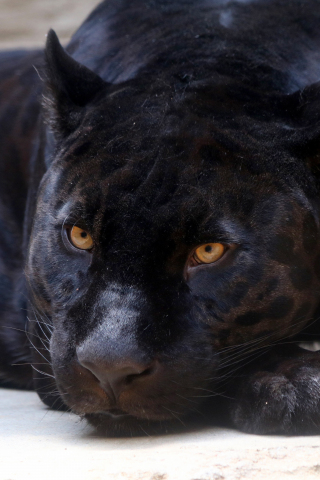 Black Panther, predator, relaxed, 240x320 wallpaper
