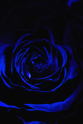 Download wallpaper 240x320 blue rose, dark, close up, old mobile, cell  phone, smartphone, 240x320 hd image background, 10127