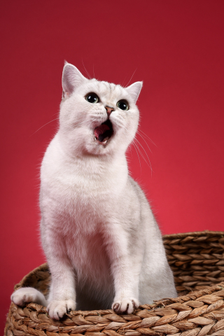 Yawn, white animal, pet, cat, 240x320 wallpaper