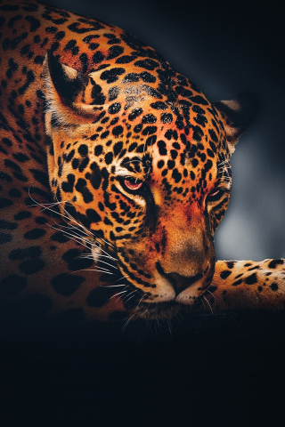 Leopard, animal, relaxed, portrait, 240x320 wallpaper