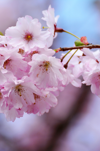 Cherry blossoms, flowers, blur, tree branches, 240x320 wallpaper