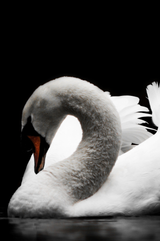 Swan, calm, bird, portrait, white, 240x320 wallpaper