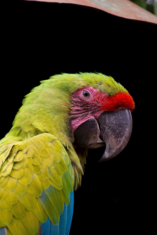 Parrot, adorable, bird, close up, 240x320 wallpaper