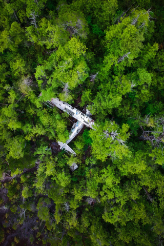 Forest, green trees, wreck, aircraft, 240x320 wallpaper