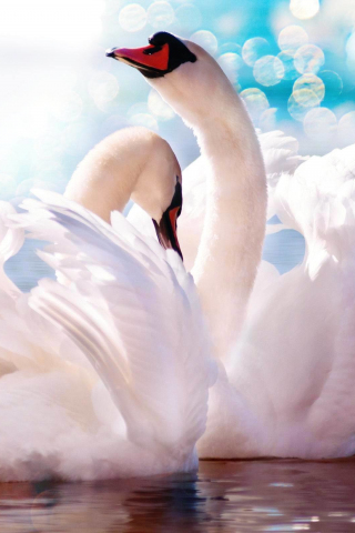 Love birds, white swan, pair, 240x320 wallpaper