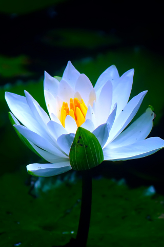 White, pond, flower, water lily, bloom, 240x320 wallpaper