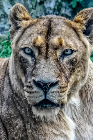 Lioness, predator, animal, 240x320 wallpaper