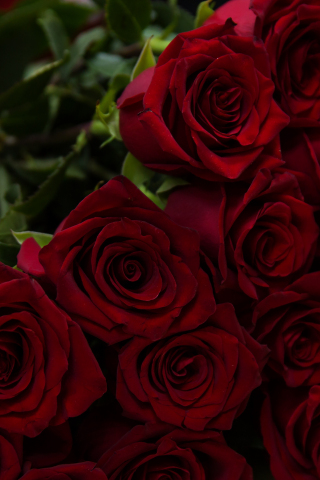 Beautiful, flowers, red roses, 240x320 wallpaper