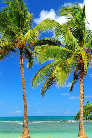 Sunny day, tropical beach, tree, palms, 240x320 wallpaper