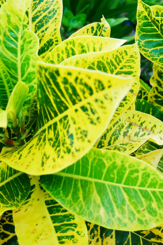 Green-yellow leaves, croton plant, nature, 240x320 wallpaper