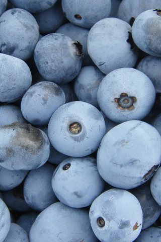 Blueberries, ripen, fruits, 240x320 wallpaper