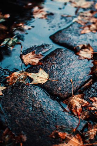 Street, wet leaf, maple, autumn, water, 240x320 wallpaper