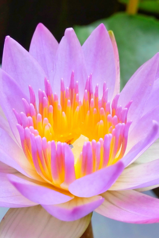 Bloom, pink, water lily, close up, 240x320 wallpaper