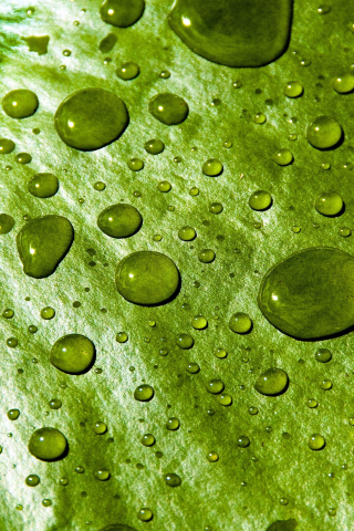 Download wallpaper 240x320 water drops, close up, water lily leaf, old  mobile, cell phone, smartphone, 240x320 hd image background, 7597