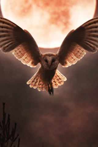 Barn owl, moon night, flight, open wings, 240x320 wallpaper