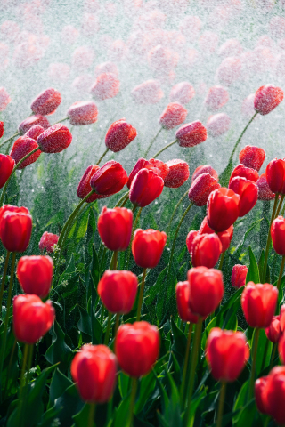 Red and beautiful tulips, bloom, spring, 240x320 wallpaper