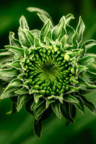 Green flower bud, close up, 240x320 wallpaper
