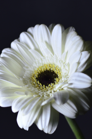 Whiter Gerbera, flower, portrait, 240x320 wallpaper