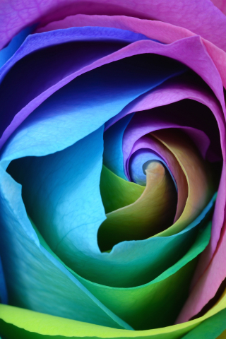 Colorful rose, flower, close up, 240x320 wallpaper