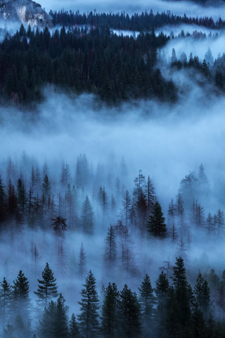 Fog, horizon, sunrise, trees, nature, 240x320 wallpaper