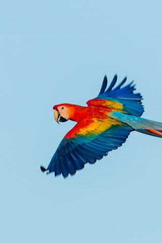 Macaw, parrot, flight, 240x320 wallpaper