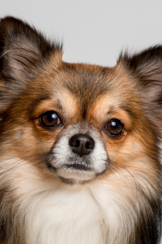 Chihuahua, dog, cute muzzle, 240x320 wallpaper