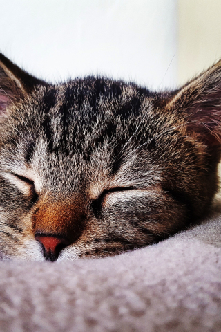 Relaxed, animal, cat, muzzle, closed eyes, 240x320 wallpaper