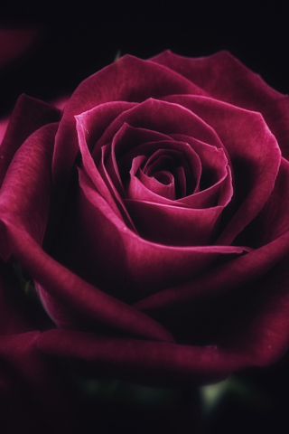 Pink rose, close up, bloom, 240x320 wallpaper