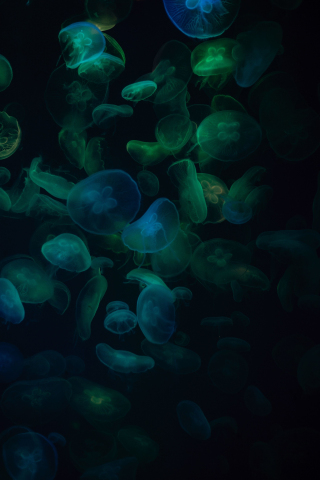 Jellyfish, green-dark, transparent, 240x320 wallpaper