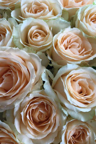 Flowers, roses, white pink, bouquet, 240x320 wallpaper