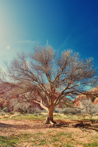 Dry tree, desert, nature, sunlight, 240x320 wallpaper