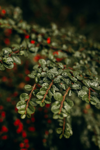 Plant branches, small leaves, nature, dew drops, 240x320 wallpaper