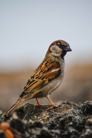 Sparrow, bird, cute, 240x320 wallpaper