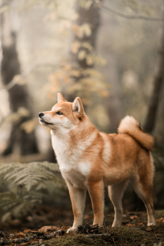 Shiba Inu, confident, dog, outdoor, 240x320 wallpaper