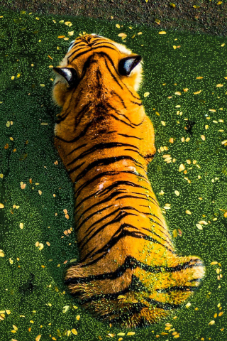 Top view of beast, the tiger, 240x320 wallpaper