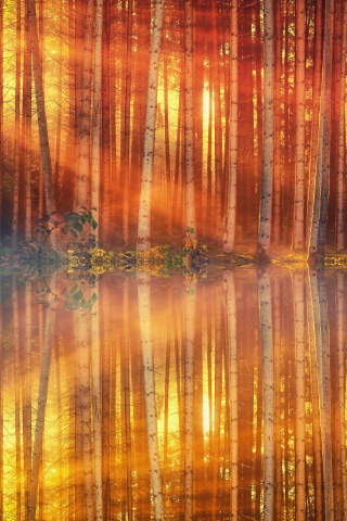 Sunlight, sunbeams, tree, autumn, lake, reflections, 240x320 wallpaper