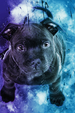 Black puppy, dog, cute, digital art, 240x320 wallpaper