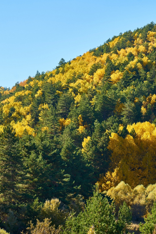 Trees, forest, hill, autumn, 240x320 wallpaper