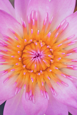 Close up, pink water lily, bloom, 240x320 wallpaper