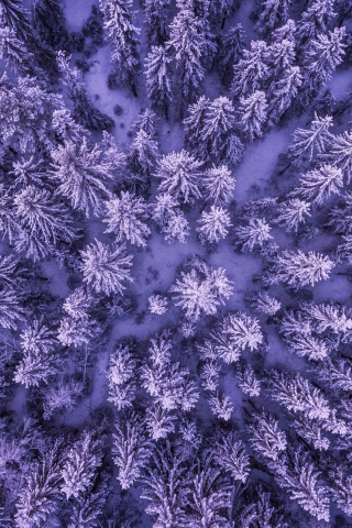 Snowy forest, aerial view, snowfall, winter, trees, 240x320 wallpaper