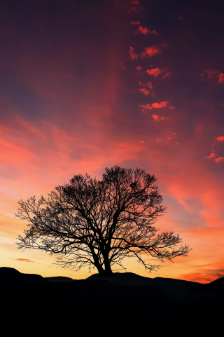 Sunset, orange sky, tree, landscape, 240x320 wallpaper