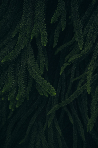 Thin long leaves, green and fluffy plants, 240x320 wallpaper
