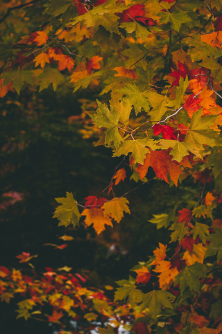 Maple, leaves, autumn, branches, 240x320 wallpaper