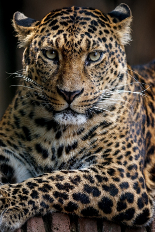 Confident, predator, leopard, animal, 240x320 wallpaper