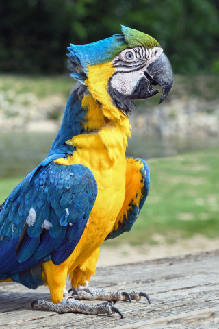 Confident, bird, colorful macaw, 240x320 wallpaper