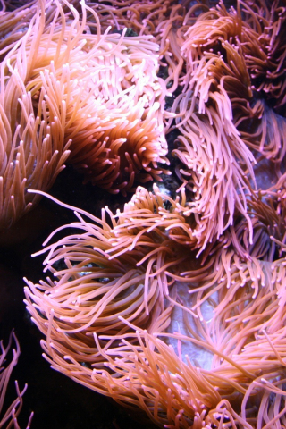 Coral, underwater, plants, 240x320 wallpaper