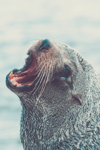 Sea lion, roar, aquatic life, muzzle, 240x320 wallpaper