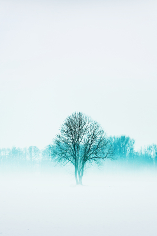 Winter, nature, trees, fog, minimal, 240x320 wallpaper